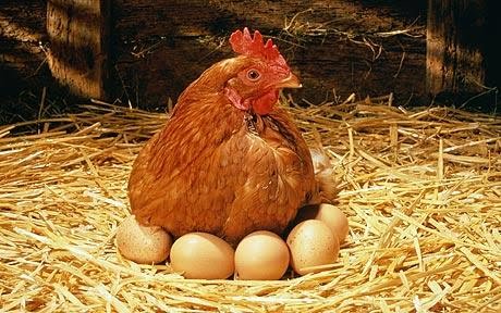 แม่ไก่กกไข่